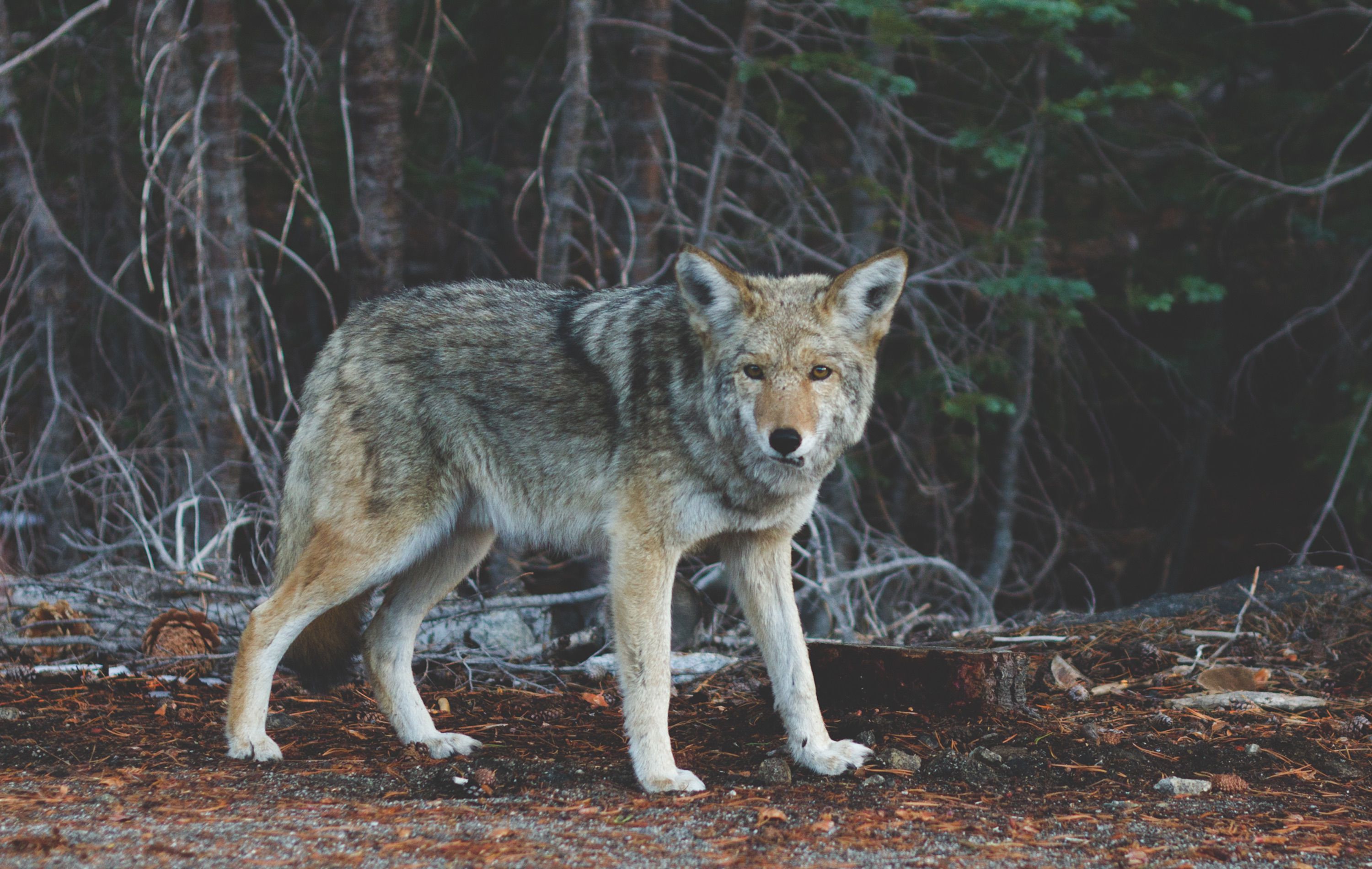 young wolf in the forest